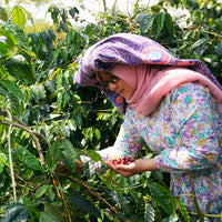 Sumatra FTO Permata Gayo