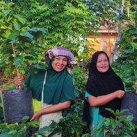 Sumatra FTO Permata Gayo