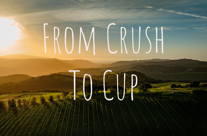 From Crush to Cup: Sip Coffee & Swirl Wine this Harvest Season