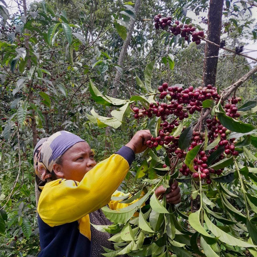 Ethiopia, Guji 4 Natural