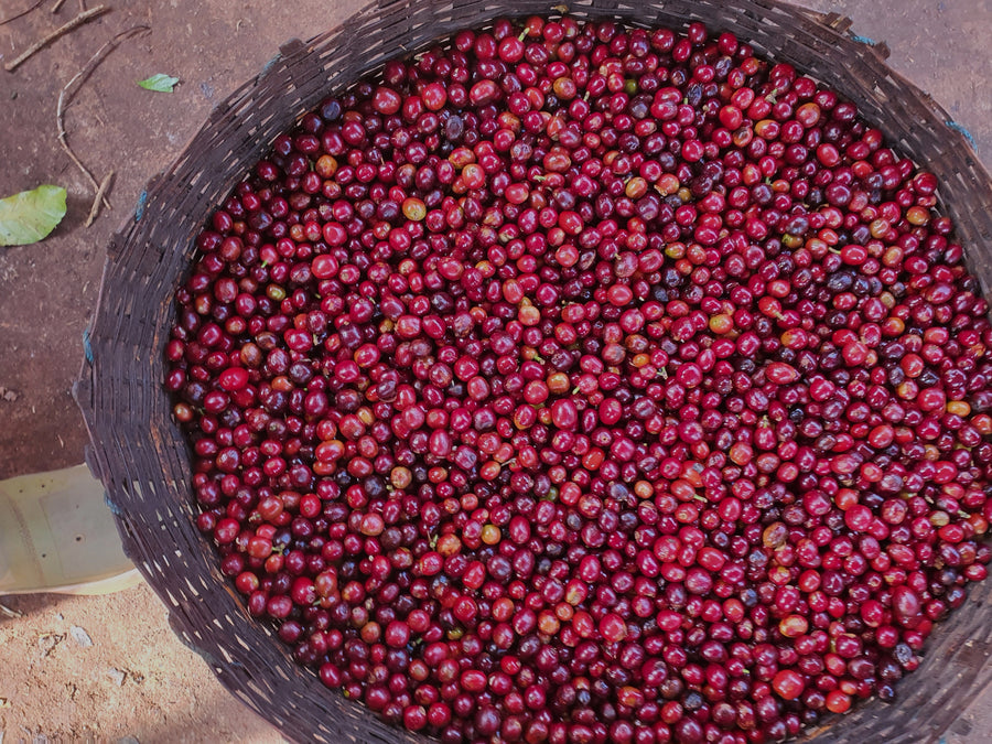 Ethiopia, Guji 4 Natural