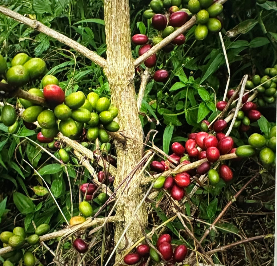 Colombia Nariño