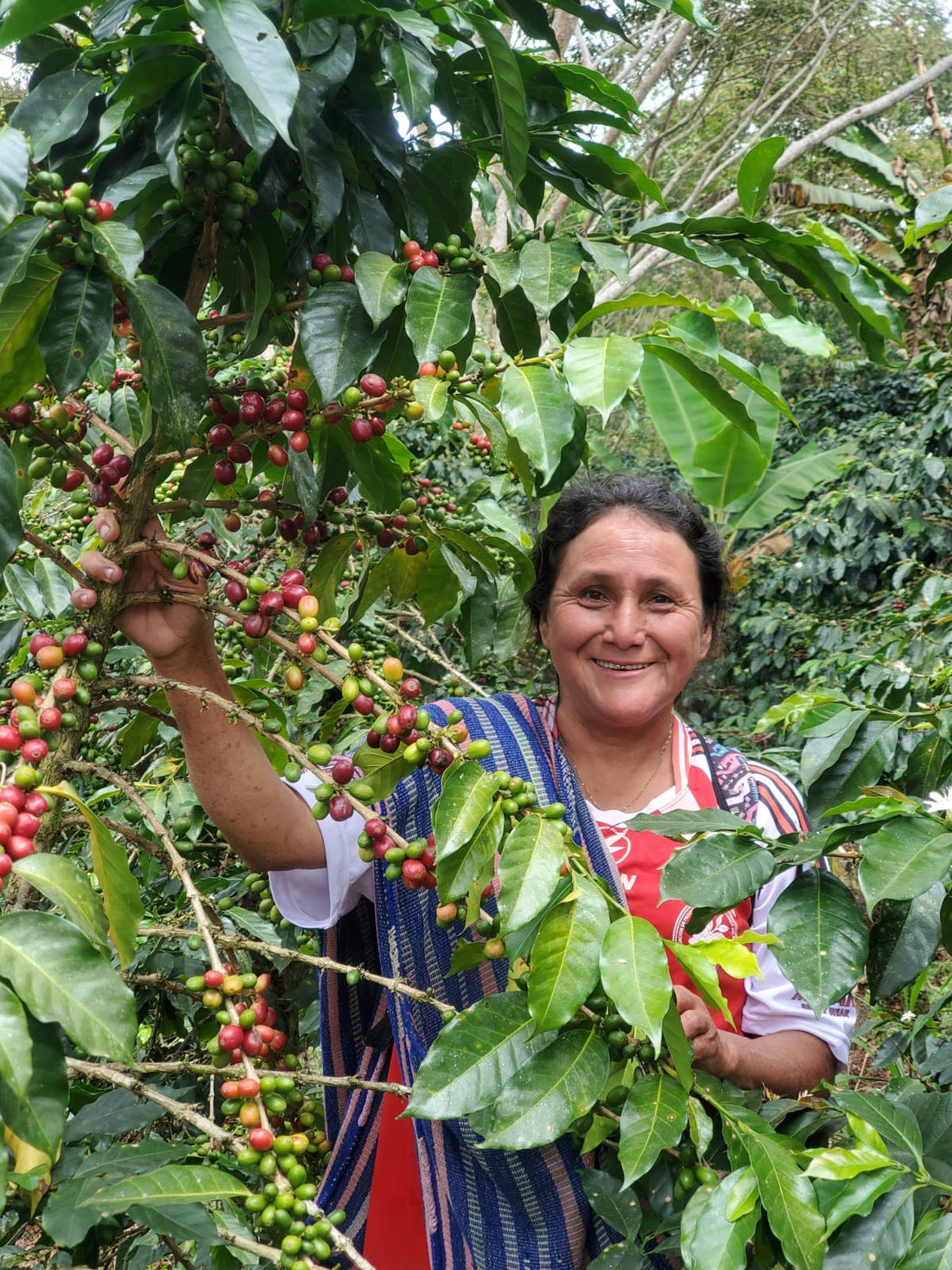 Peru, Cafe de Mujer (APROCCURMA)