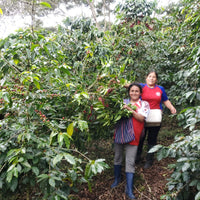 Peru, Cafe de Mujer (APROCCURMA)