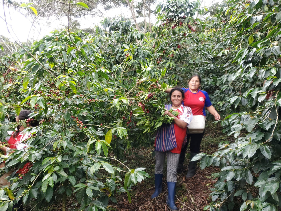 Peru, Cafe de Mujer (APROCCURMA)