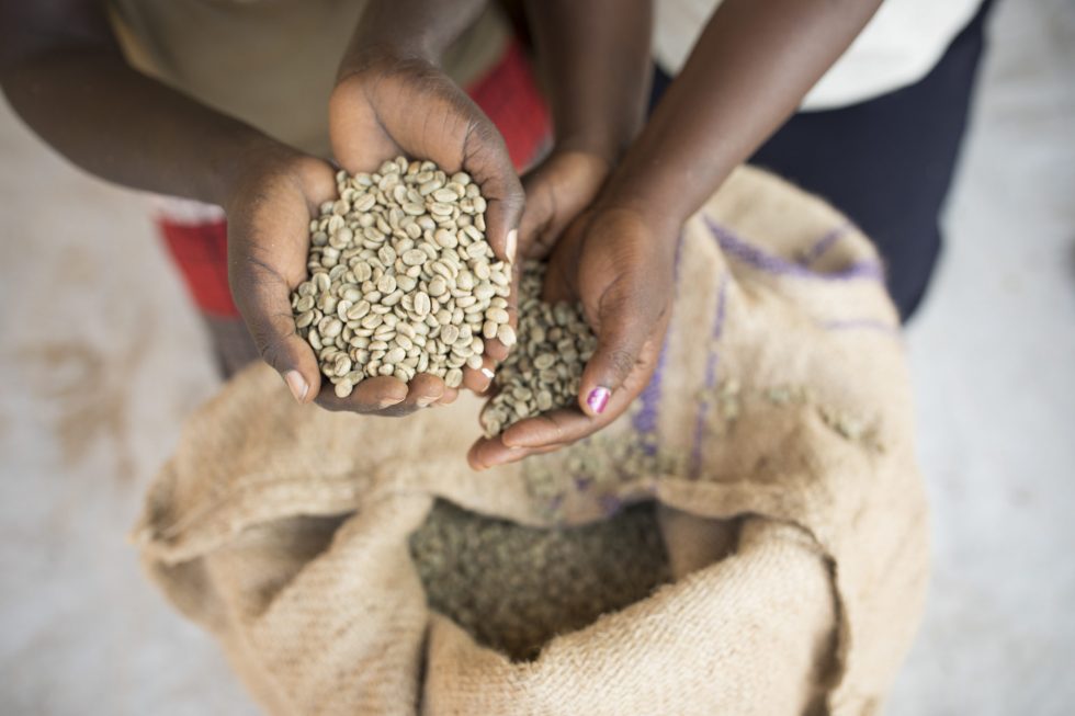 Uganda, Mountain Harvest